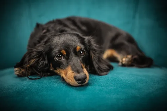 Newly adopted rescue dog resting calmly on a couch