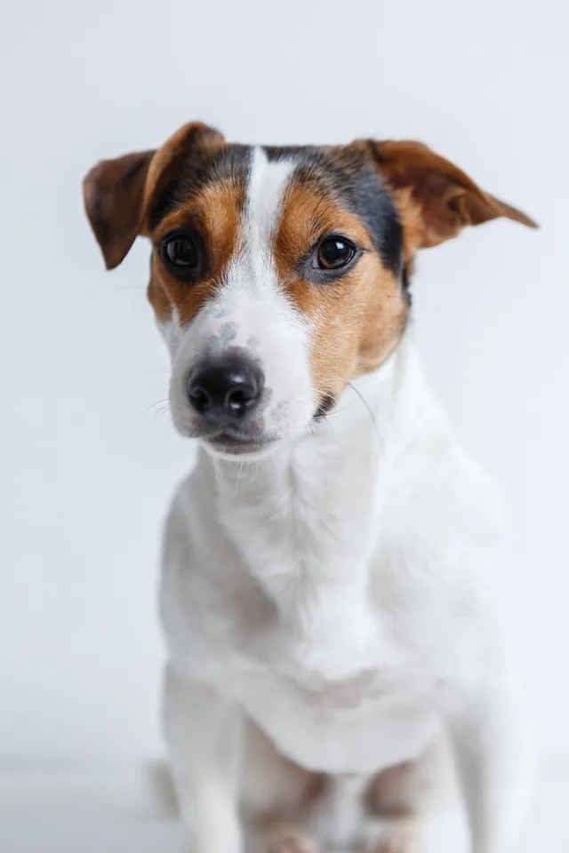Jack Russell terrier holding a sit during a training session