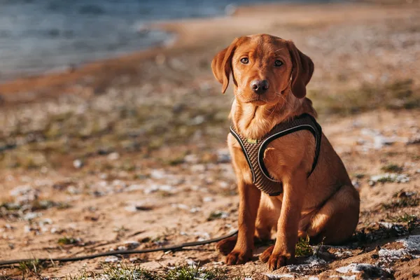 A young red Labrador sitting on a beach in a walking harness