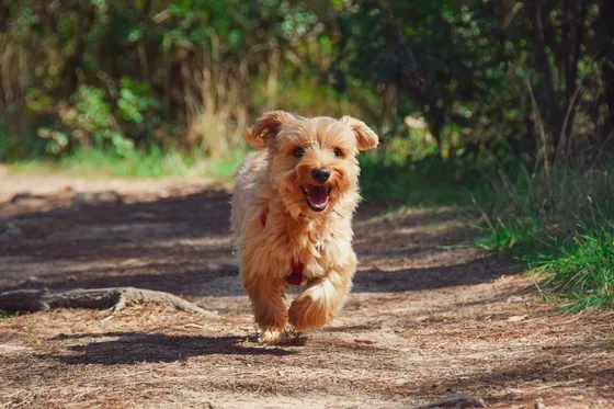 Dog running back to its owner during recall practice