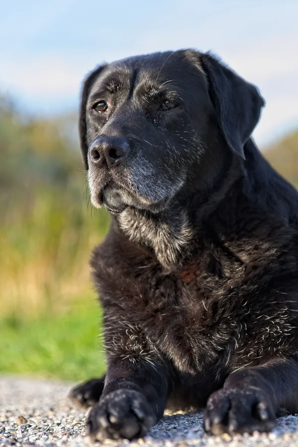 Senior grey-muzzled Labrador looking up attentively